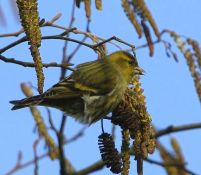 Sijs - Eurasian Siskin