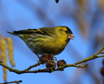 Sijs - Eurasian Siskin