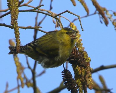 Sijs - Eurasian Siskin