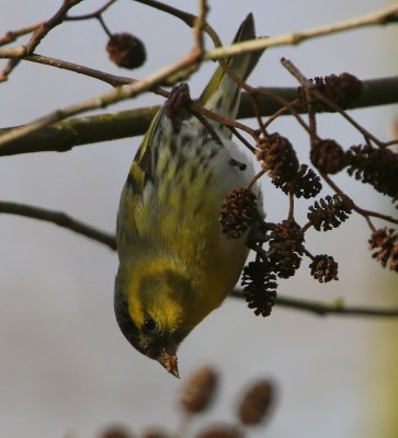 Sijs - Eurasian Siskin