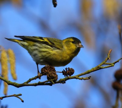 Sijs - Eurasian Siskin