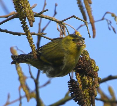 Sijs - Eurasian Siskin