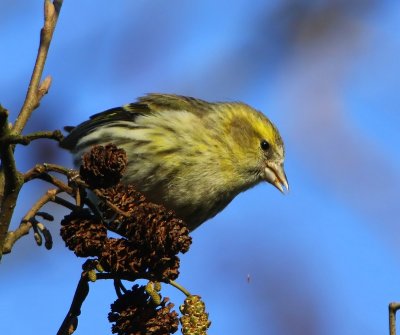 Sijs - Eurasian Siskin