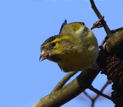 Sijs - Eurasian Siskin