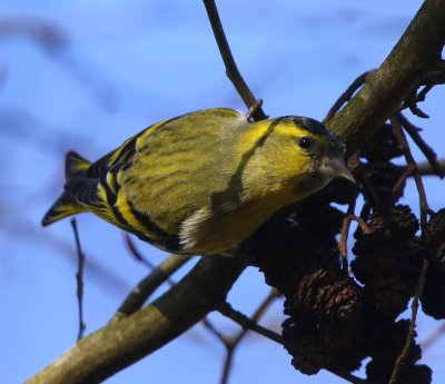 Sijs - Eurasian Siskin