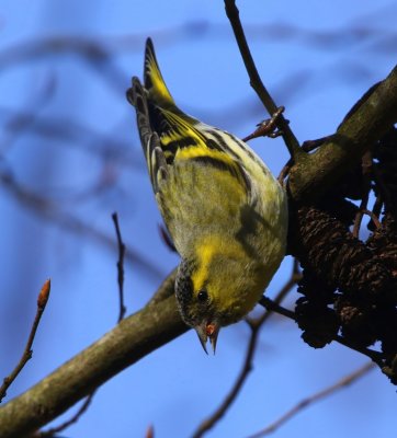 Sijs - Eurasian Siskin