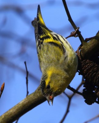 Sijs - Eurasian Siskin