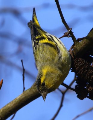 Sijs - Eurasian Siskin
