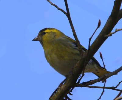 Sijs - Eurasian Siskin