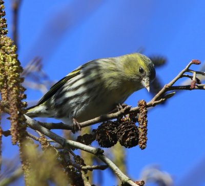 Sijs - Eurasian Siskin
