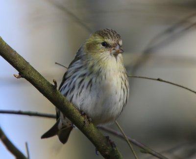 Sijs - Eurasian Siskin