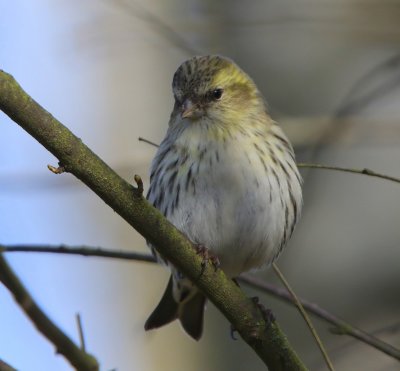 Sijs - Eurasian Siskin