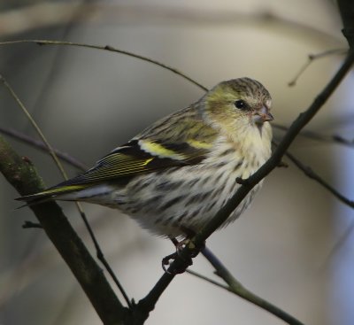 Sijs - Eurasian Siskin