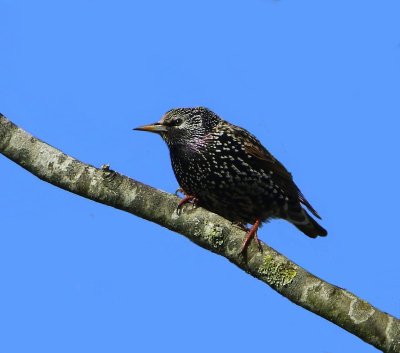 Spreeuw - Common Starling