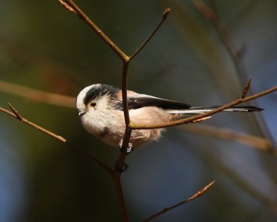 Staartmees - Long-tailed Tit