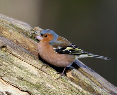 Vink - Common Chaffinch