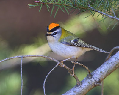 Vuurgoudhaan - Firecrest