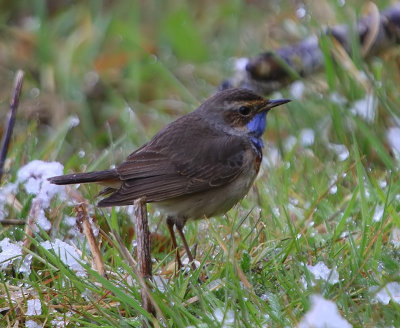 Blauwborst - Bluethroat