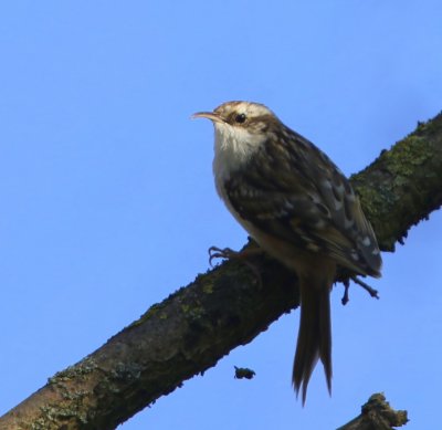 Boomkruiper - Short-toed Treecreeper
