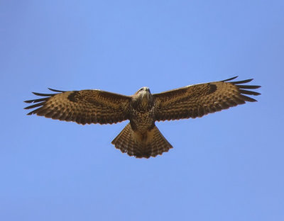 Buizerd - Common Buzzard