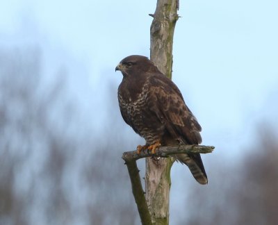 Buizerd - Common Buzzard