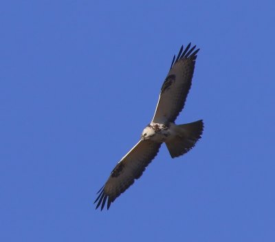 Buizerd - Common Buzzard