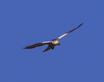 Buizerd - Common Buzzard