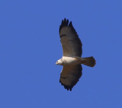 Buizerd - Common Buzzard