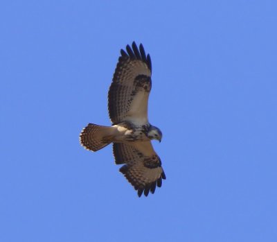 Buizerd - Common Buzzard
