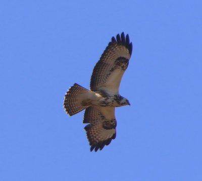 Buizerd - Common Buzzard