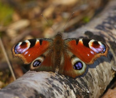 Dagpauwoog - Peacock Butterfly