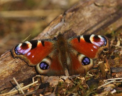 Dagpauwoog - Peacock Butterfly