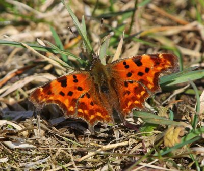 Gehakkelde Aurelia - Comma Butterfly