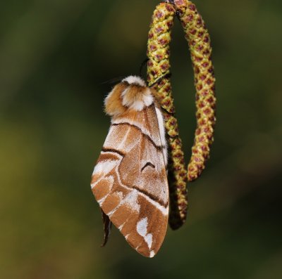 Gevlamde Vlinder - Kentish Glory