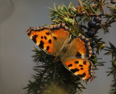 Grote Vos - Large Tortoiseshell