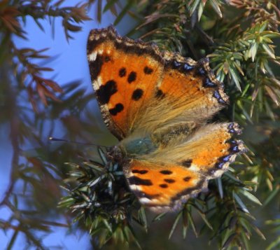 Grote Vos - Large Tortoiseshell