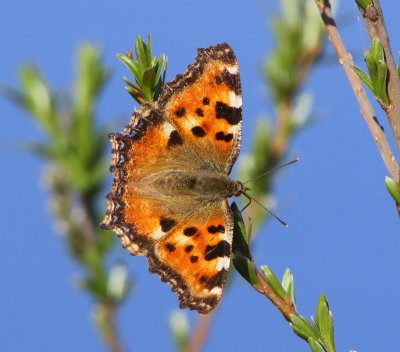 Grote Vos - Large Tortoiseshell