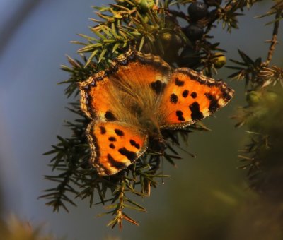 Grote Vos - Large Tortoiseshell