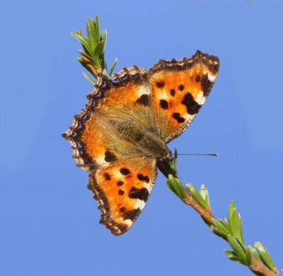 Grote Vos - Large Tortoiseshell