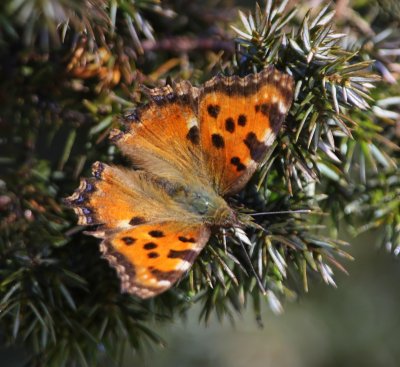 Grote Vos - Large Tortoiseshell