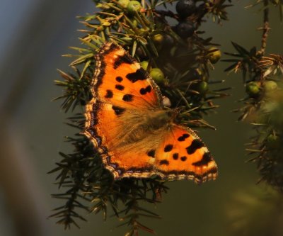 Grote Vos - Large Tortoiseshell
