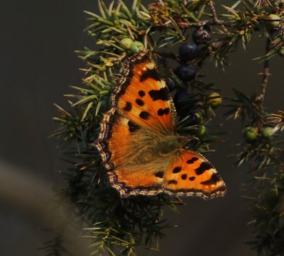 Grote Vos - Large Tortoiseshell