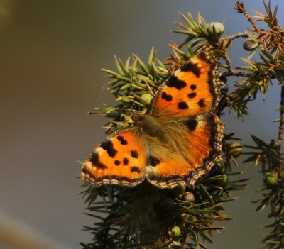 Grote Vos - Large Tortoiseshell