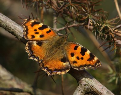 Grote Vos - Large Tortoiseshell