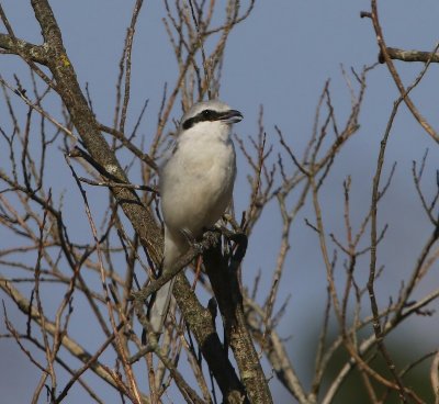 Klapekster - Great Grey Shrike