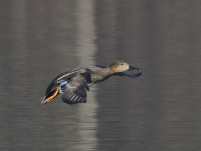 Krakeend - Gadwall