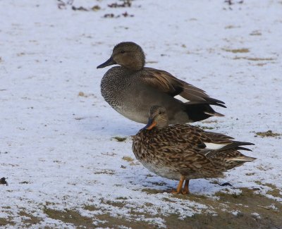 Krakeenden - Gadwalls