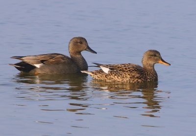 Krakeenden - Gadwalls