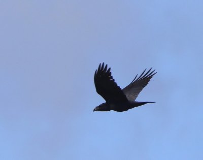 Raaf - Common Raven