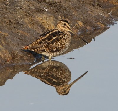 Watersnip - Common Snipe